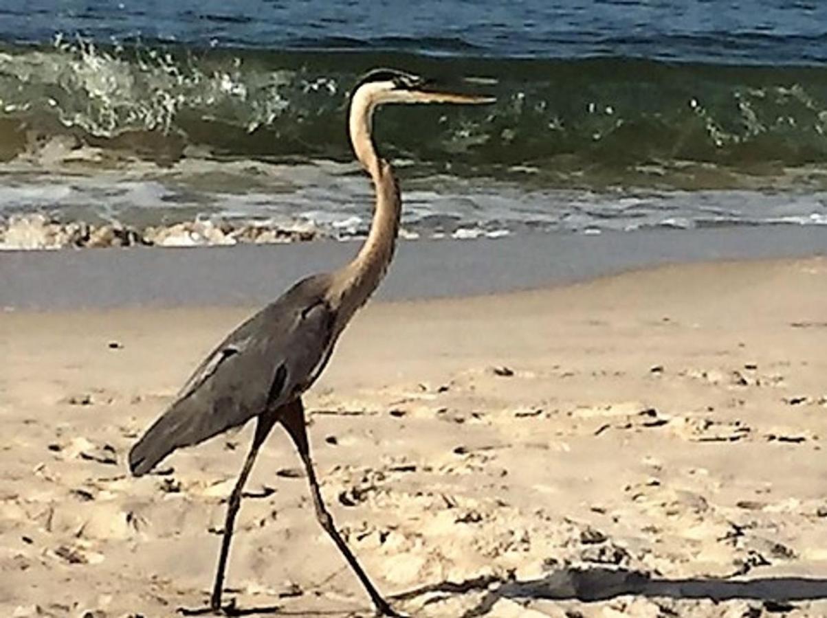 Phoenix Gulf Shores 1203 By Bender Vacation Rentals Экстерьер фото